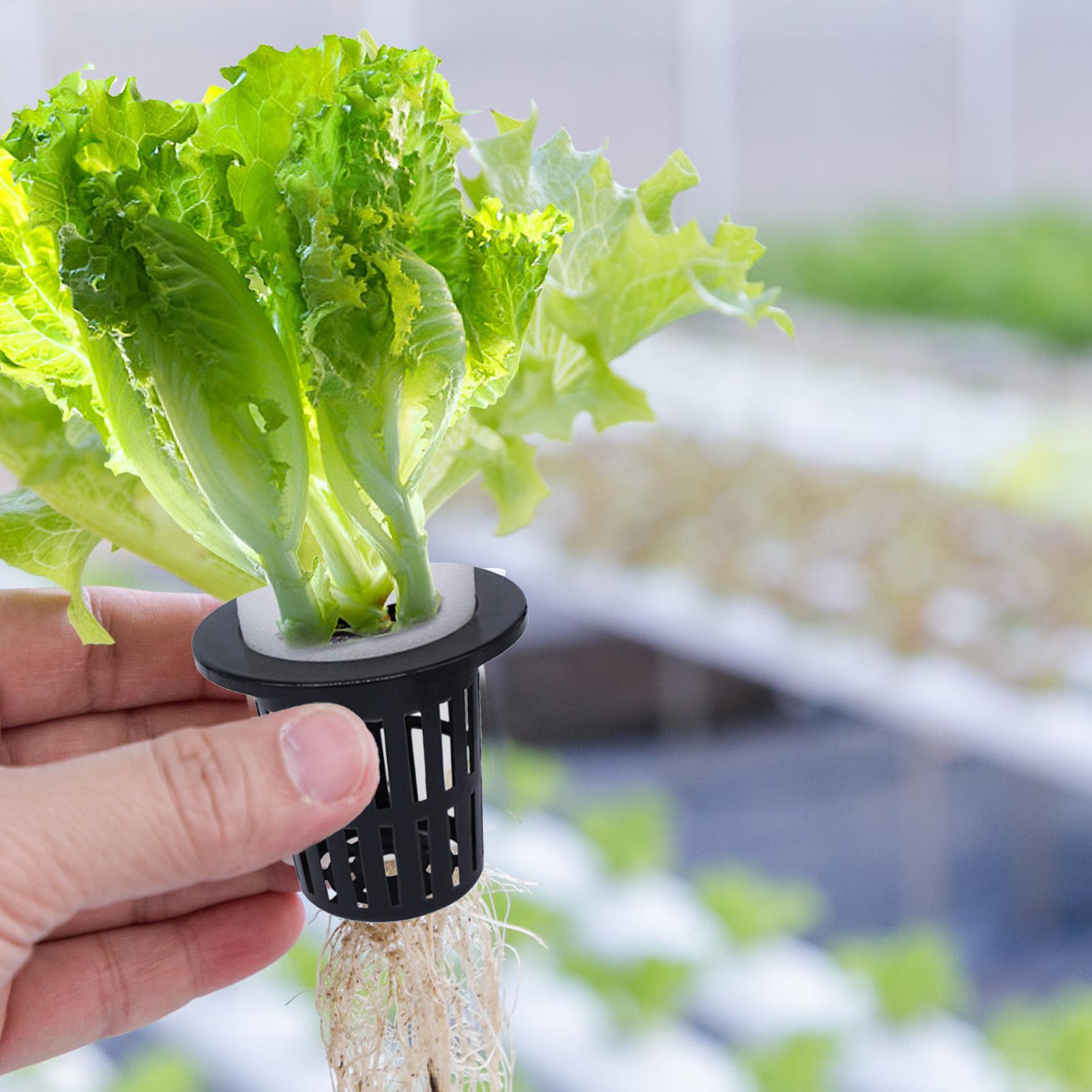 Net Pots For Hydroponics Hydro - Urban Farming Indoor บทวิจารณ์และราคา